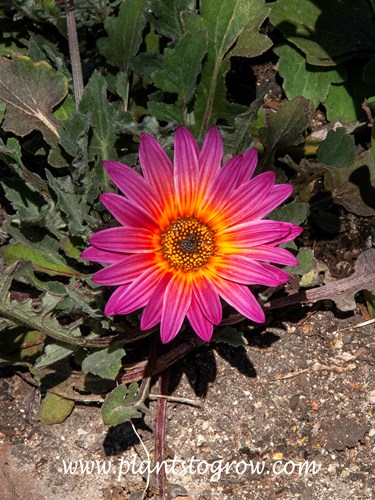 'Pink Sugar' African Daisy (Arctotis)